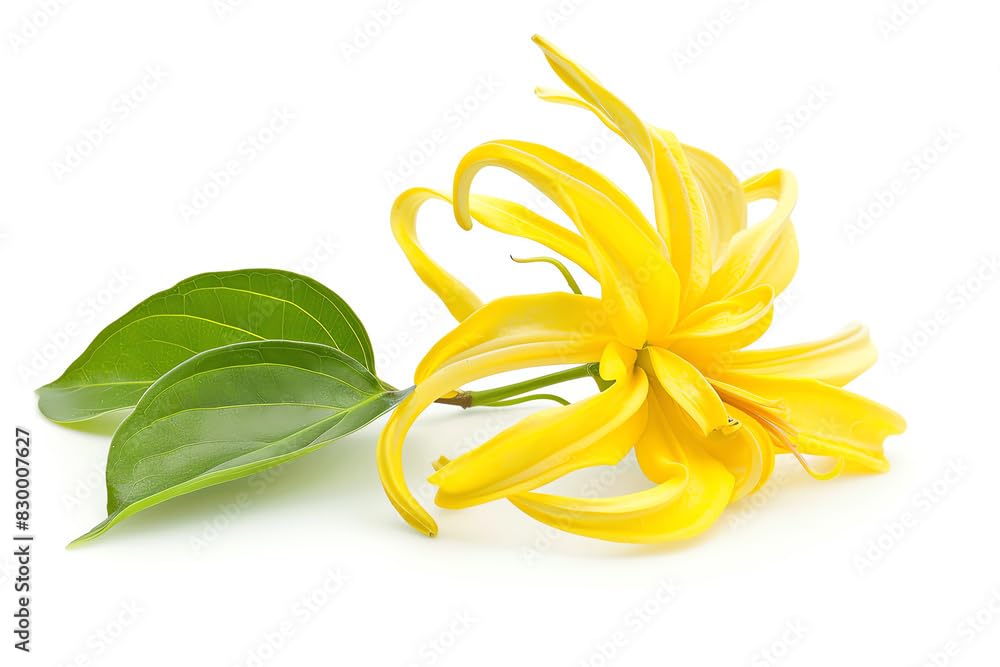 US Organic Ylang Ylang Essential Oil 10ml packaging details