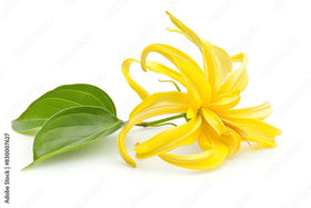 US Organic Ylang Ylang Essential Oil 10ml packaging details