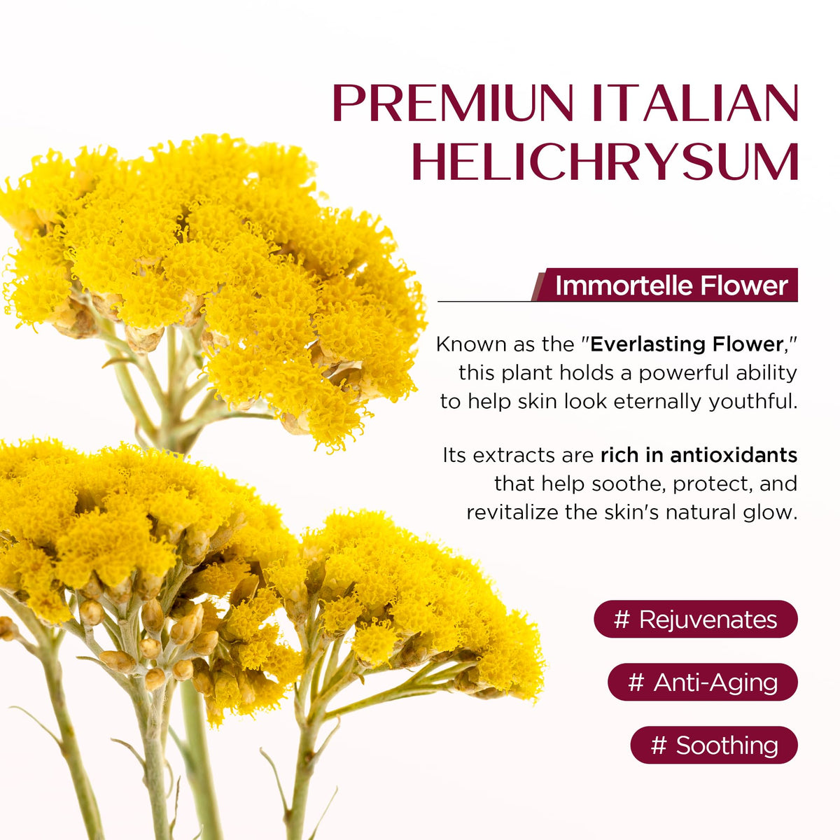 Vigority Helichrysum Balm 3.4oz lifestyle scene