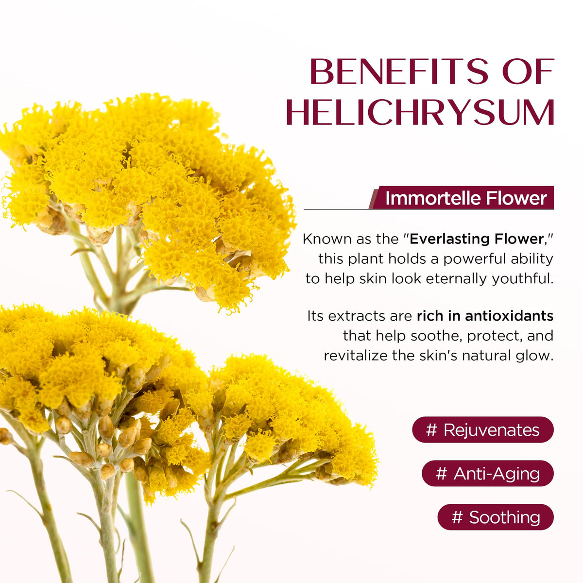Vigority Helichrysum Balm 6.8 oz jar side view
